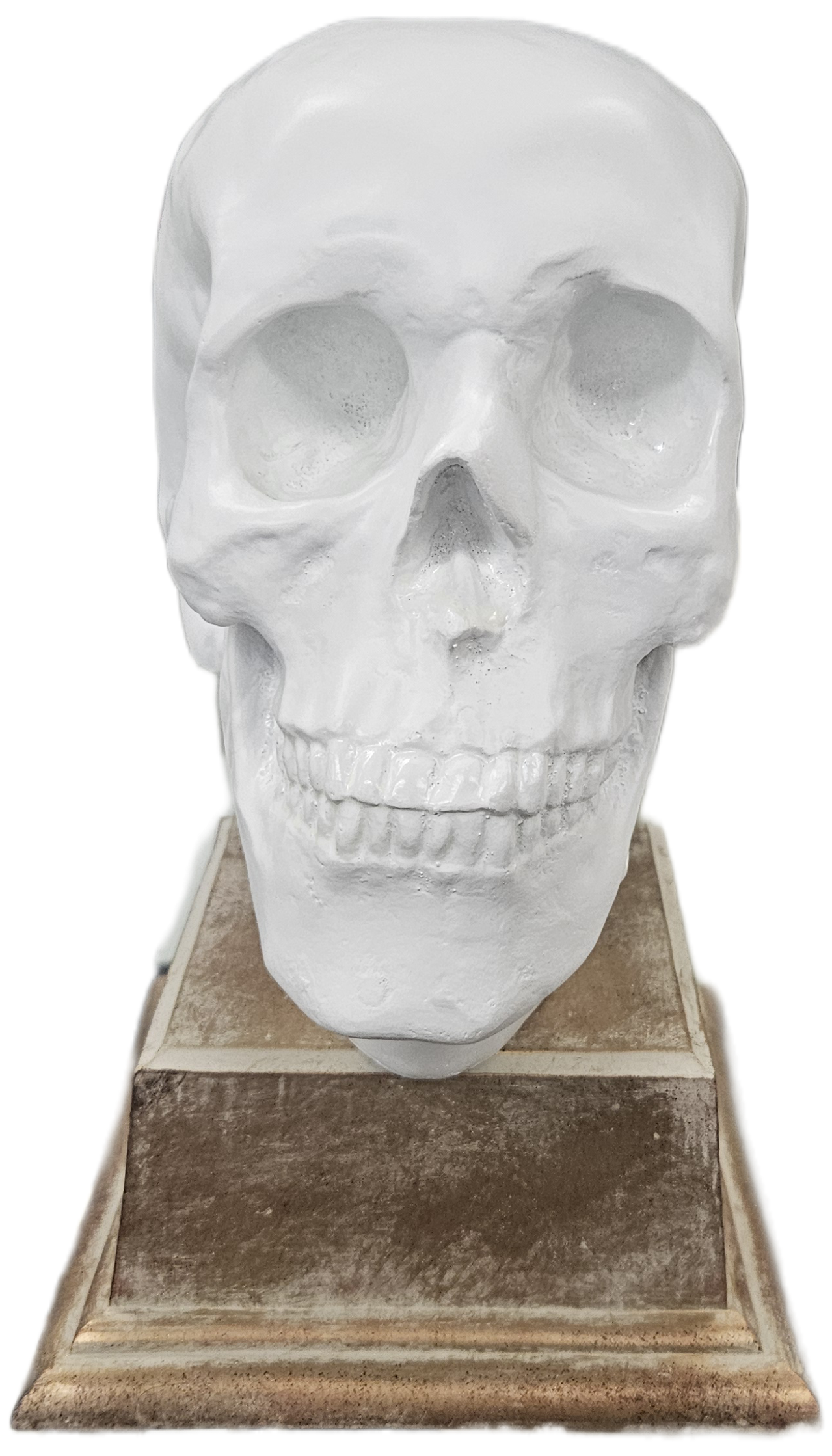 Faux Skull on Base