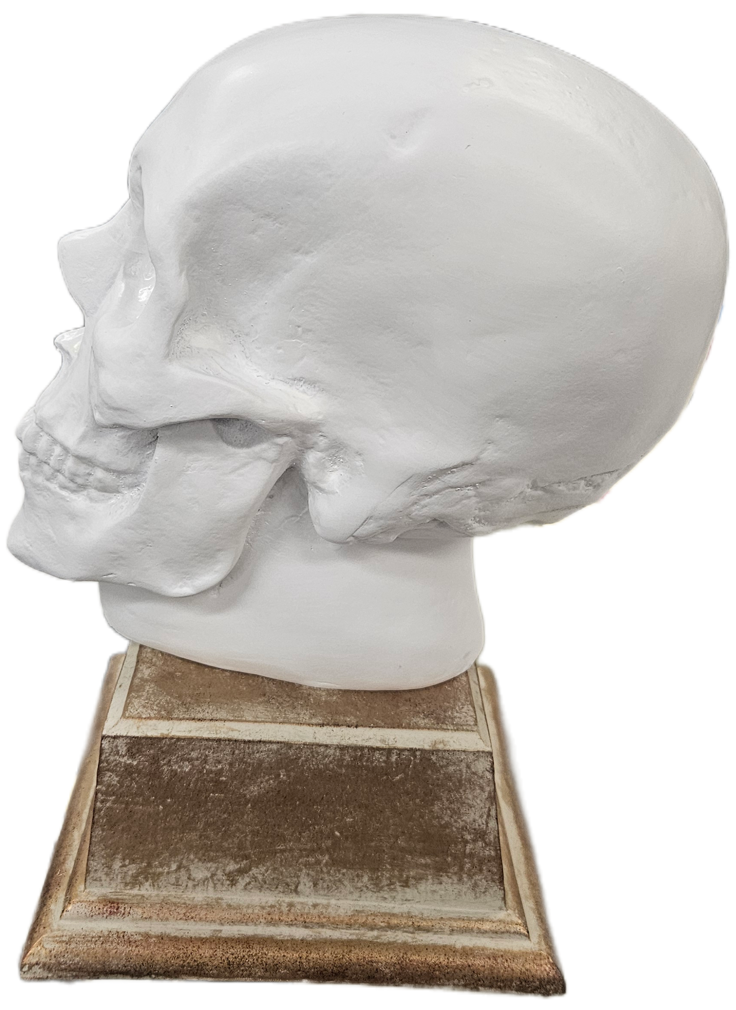 Faux Skull on Base