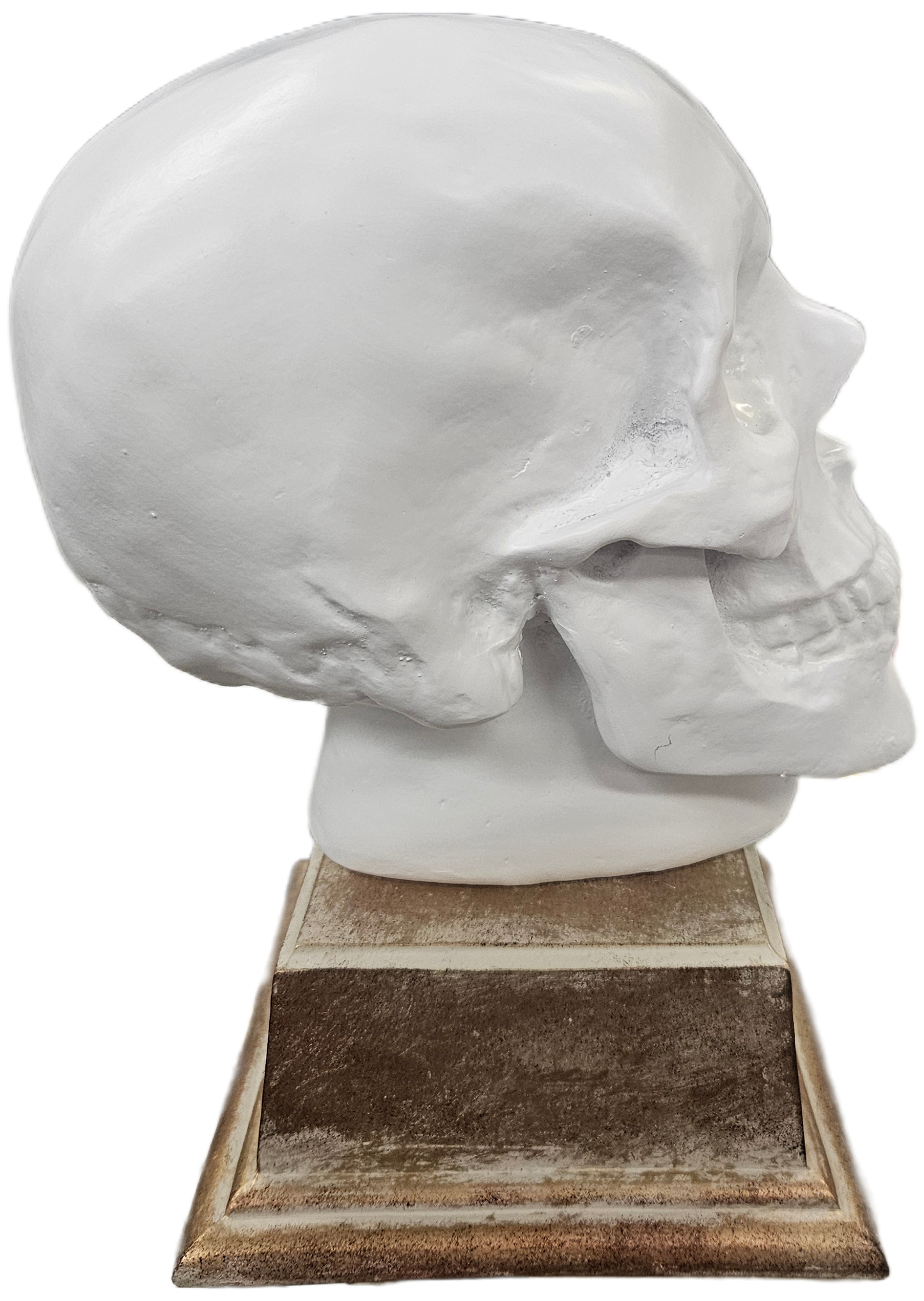 Faux Skull on Base