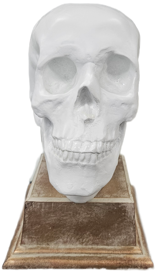 Faux Skull on Base