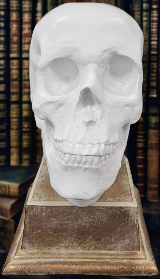 Faux Skull on Base
