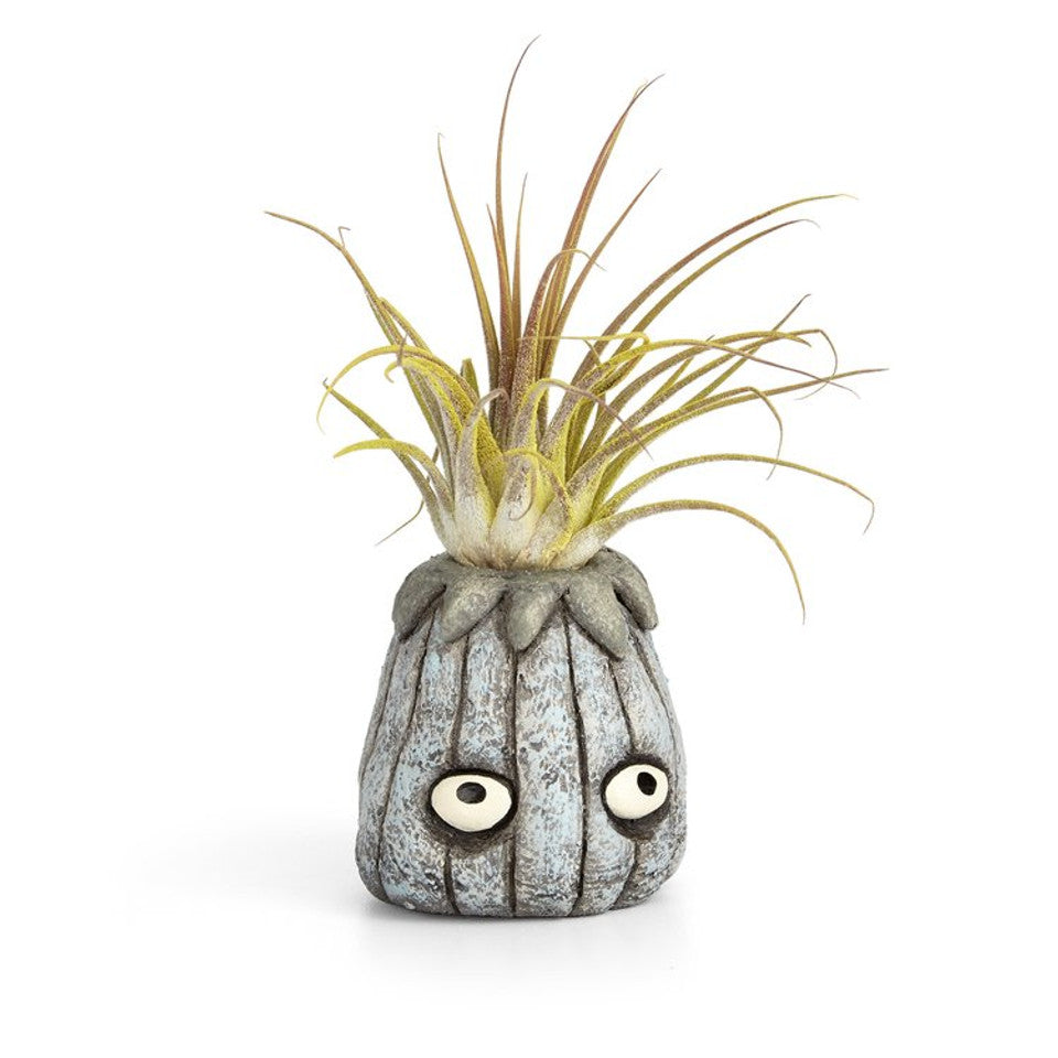 Mugsy Anemone Planter by Blob House™