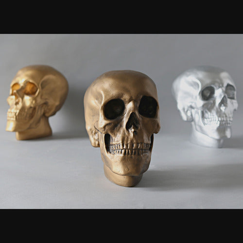 Anatomical Skull Statue