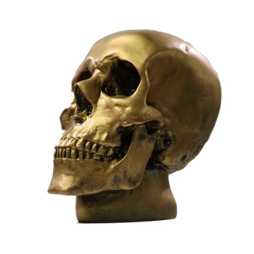 Anatomical Skull Statue